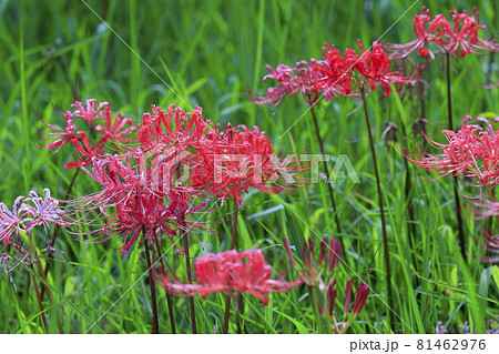馬見丘陵公園 満開の彼岸花 と夏の花々 馬見丘陵公園 満開の彼岸花 と夏の花々 81462976