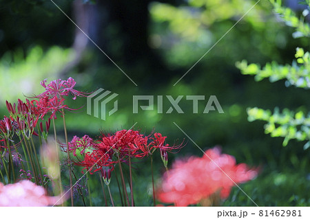 馬見丘陵公園　満開の彼岸花　と夏の花々 81462981