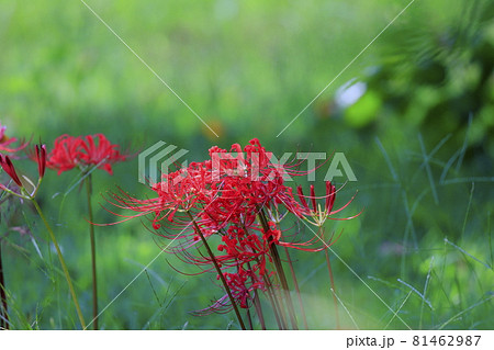 馬見丘陵公園 満開の彼岸花 と夏の花々 馬見丘陵公園 満開の彼岸花 と夏の花々 81462987