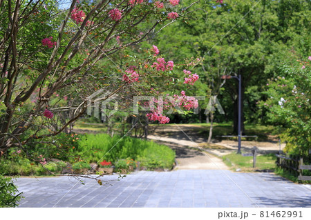 馬見丘陵公園　満開の彼岸花　と夏の花々 81462991