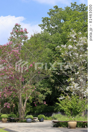 馬見丘陵公園 満開の彼岸花 と夏の花々 馬見丘陵公園 満開の彼岸花 と夏の花々 81463000