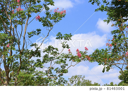 馬見丘陵公園 満開の彼岸花 と夏の花々 馬見丘陵公園 満開の彼岸花 と夏の花々 81463001