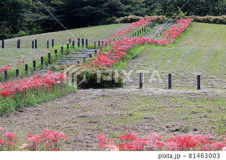 馬見丘陵公園 満開の彼岸花 と夏の花々 馬見丘陵公園 満開の彼岸花 と夏の花々 81463003