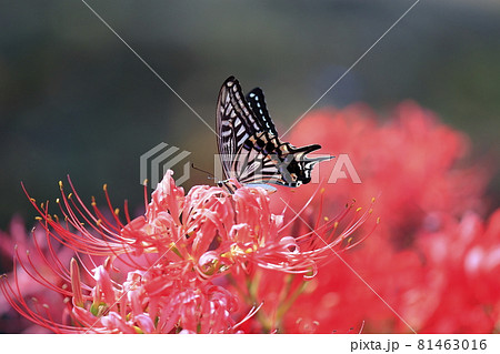 馬見丘陵公園　満開の彼岸花　と夏の花々 81463016