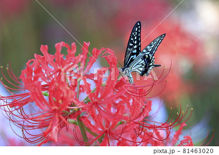 馬見丘陵公園 満開の彼岸花 と夏の花々 馬見丘陵公園 満開の彼岸花 と夏の花々 81463020