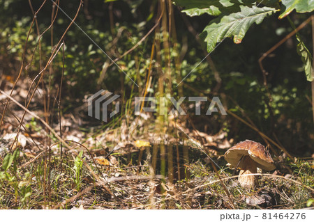 white cep mushroom grows in nature white cep mushroom grows in nature 81464276