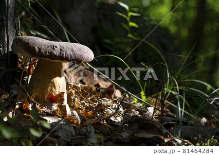 large cep mushroom under tree in forest large cep mushroom under tree in forest 81464284