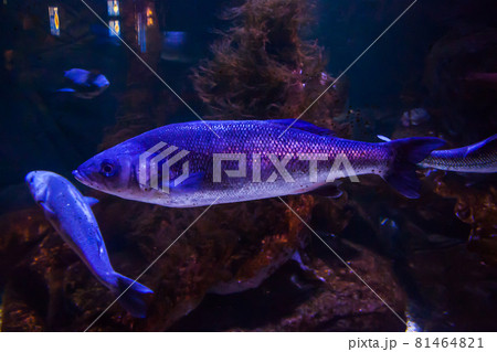 Rainbow trout or Salmon trout - Oncorhynchus mykiss, close-up in aquarium 81464821