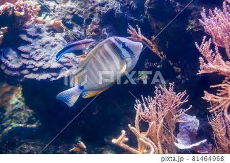 Regal angelfish - Pygopllites diacanthus. Wonderful and beautiful underwater world with corals and tropical fish. Regal angelfish - Pygopllites diacanthus. Wonderful and beautiful underwater world with corals and tropical fish. 81464968