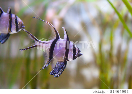 Banggai cardinalfish - Pterapogon kauderni. Wonderful and beautiful underwater world with tropical fish. Banggai cardinalfish - Pterapogon kauderni. Wonderful and beautiful underwater world with tropical fish. 81464992