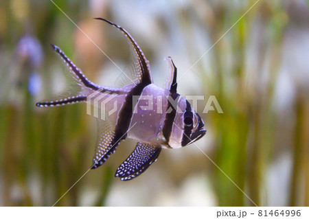 Banggai cardinalfish - Pterapogon kauderni. Wonderful and beautiful underwater world with tropical fish. Banggai cardinalfish - Pterapogon kauderni. Wonderful and beautiful underwater world with tropical fish. 81464996