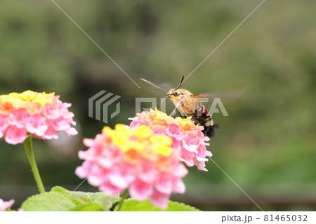 ランタナとオオスカシバ 81465032