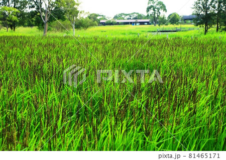 吉野ヶ里歴史公　園赤米黒米の実り 81465171