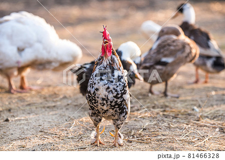 Beautiful rooster sings at dawn standing on the yard Beautiful rooster sings at dawn standing on the yard 81466328