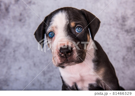 Louisiana Catahoula Leopard Dog puppy close up portrait 81466329