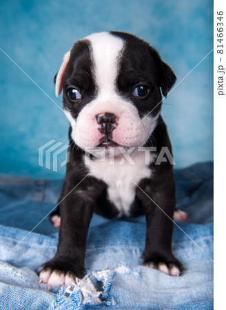 Funny American Bullies puppy on blue background Funny American Bullies puppy on blue background 81466346