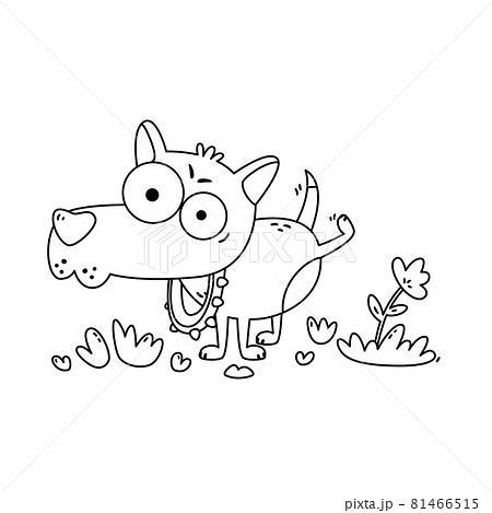 Little dog with big eyes pee on flower. Chihuahua in collar with spikes on walk. Funny vector illustration in flat style isolated on white background. Coloring page for children. Little dog with big eyes pee on flower. Chihuahua in collar with spikes on walk. Funny vector illustration in flat style isolated on white background. Coloring page for children. 81466515