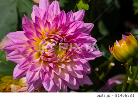 Close-up of a flowering dahlia in the garden. 81466531