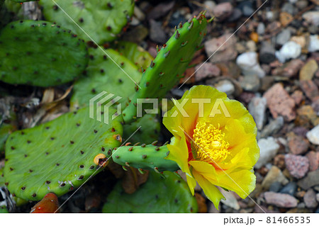 A flowering yellow flower on a green cactus. 81466535