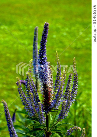 Close-up on lupine in the meadow. Vertical photo. Close-up on lupine in the meadow. Vertical photo. 81466536