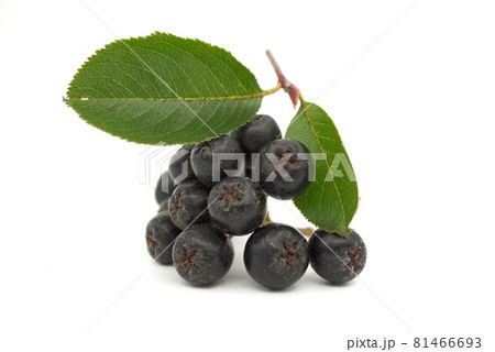Black aronia with leaf isolated on white background Black aronia with leaf isolated on white background 81466693