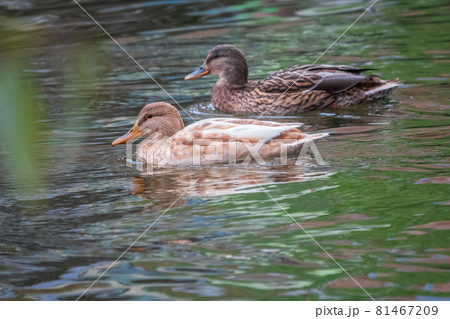 Yellow colored Mallard female Duck swims in the pond. Animal polymorphism Yellow colored Mallard female Duck swims in the pond. Animal polymorphism 81467209