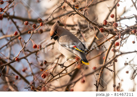 Bohemian waxwing, Latin name Bombycilla garrulus, sitting on the branch in autumn or winter day. The waxwing, a beautiful tufted bird, sits on a branch without leaves. Bohemian waxwing, Latin name Bombycilla garrulus, sitting on the branch in autumn or winter day. The waxwing, a beautiful tufted bird, sits on a branch without leaves. 81467211