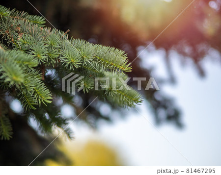 Fir branches with fresh shoots in spring. 81467295