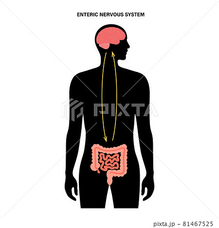 Gut brain connection 81467525