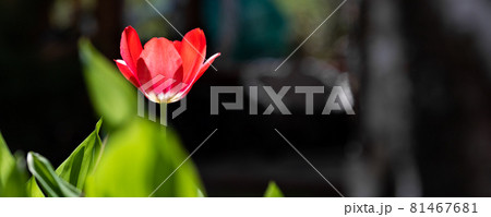 One beautiful red tulip flower with fresh green leaves growing in home garden backyard backlit with warm sun against dark shadow background. Standout and unique soloist individual concept 81467681