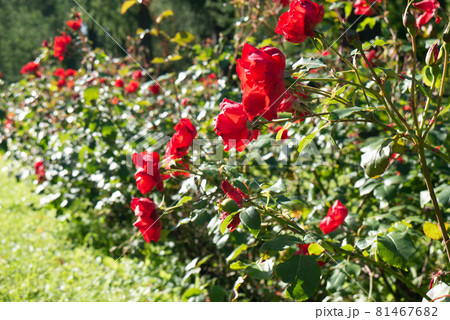 Beautiful red roses against the greenery. 81467682