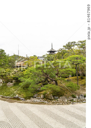 春の総本山仁和寺 北庭 春の総本山仁和寺 北庭 81467969