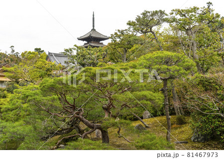 春の総本山仁和寺 宸殿から五重塔を望む 春の総本山仁和寺 宸殿から五重塔を望む 81467973