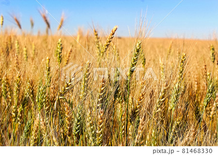 Side view of barley heads against a blue sky 81468330