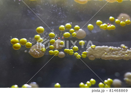 Macro view of bacteria and baker yeast colonies Macro view of bacteria and baker yeast colonies 81468869