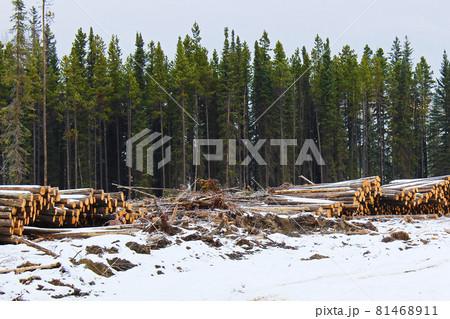 Stacks of cut timber ready to be hauled out of a logging area Stacks of cut timber ready to be hauled out of a logging area 81468911