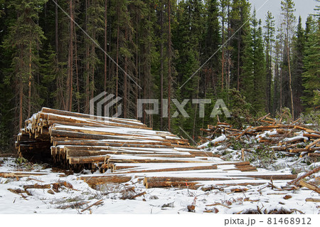 Stacks of cut timber ready to be hauled out of a logging area Stacks of cut timber ready to be hauled out of a logging area 81468912