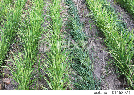 Neat rows of young green wheat seedling leaves 81468921