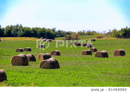 A field of alfalfa growing with hay bales in it 81468960