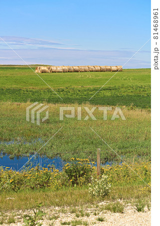 A row of hay bales gathered in a field 81468961