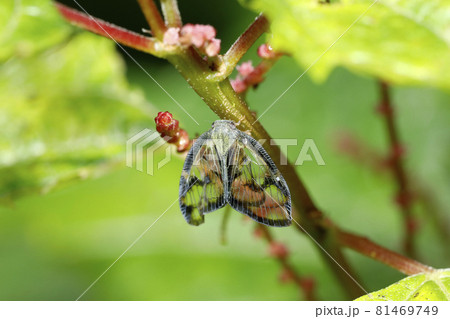 スケバハゴロモ 81469749