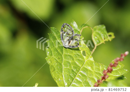 スケバハゴロモ 81469752