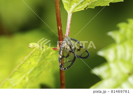 スケバハゴロモ 81469761