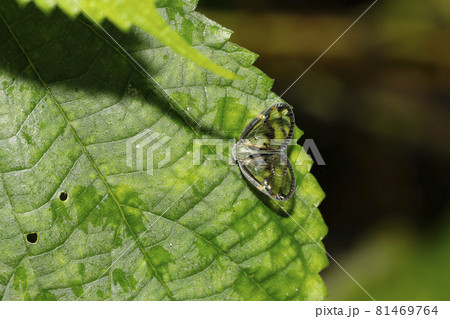 スケバハゴロモ 81469764