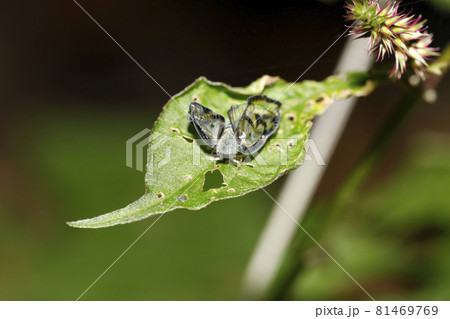 スケバハゴロモ 81469769