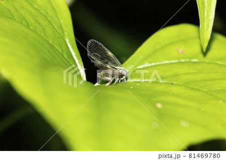 スケバハゴロモ 81469780