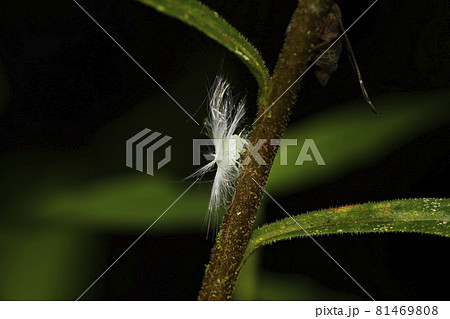 スケバハゴロモの幼虫 81469808