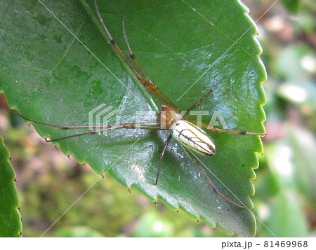 C7940 - シロカネグモ C7940 - シロカネグモ 81469968
