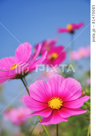 可憐なピンクの秋桜 秋のイメージ 可憐なピンクの秋桜 秋のイメージ 81470085