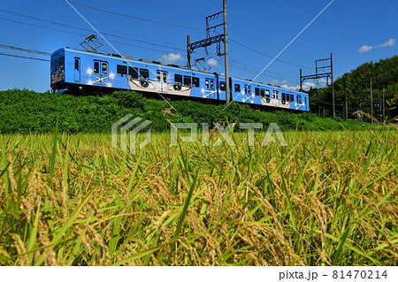 色づいた稲穂と伊賀鉄道の忍者列車 81470214